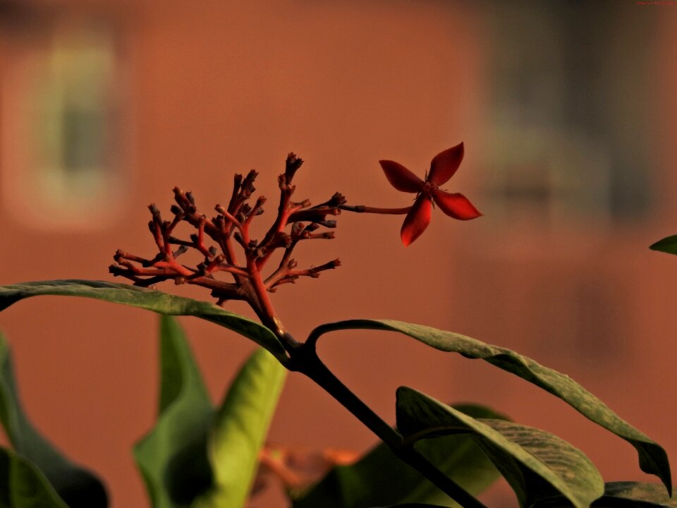 Simple bloom brown simple
