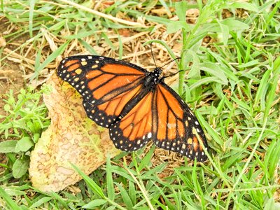 Monarch bolivia cochabamba