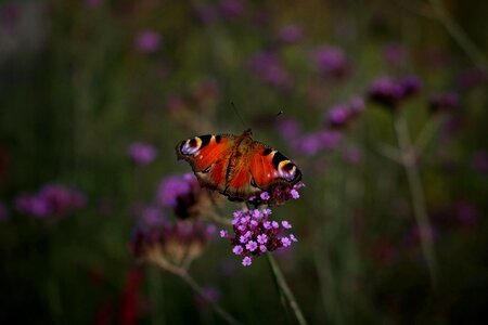 Insect close up edelfalter photo