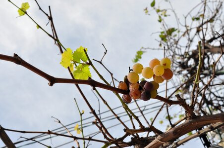 Grapes plants delicious