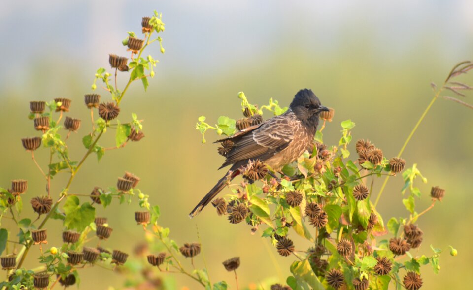 Camouflage small bird