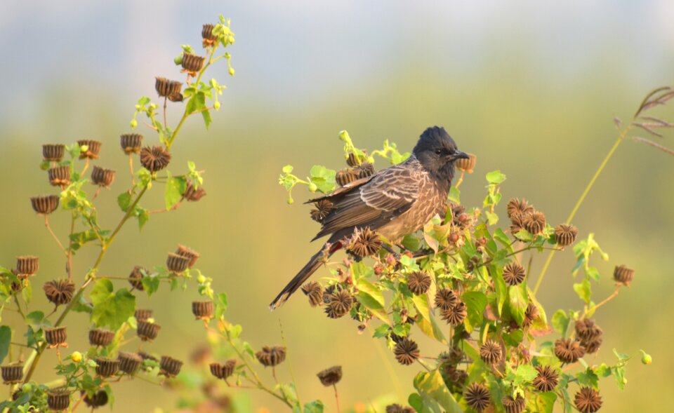 Camouflage small bird photo