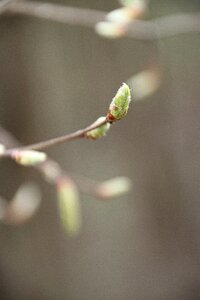 Shoots tree grey