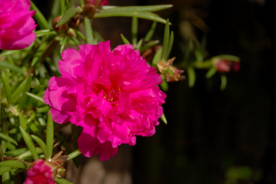 Flowering tlapa de comonfort gro
