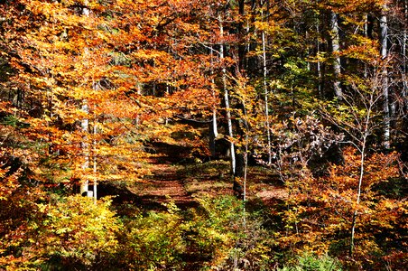 Nature underwood foliage