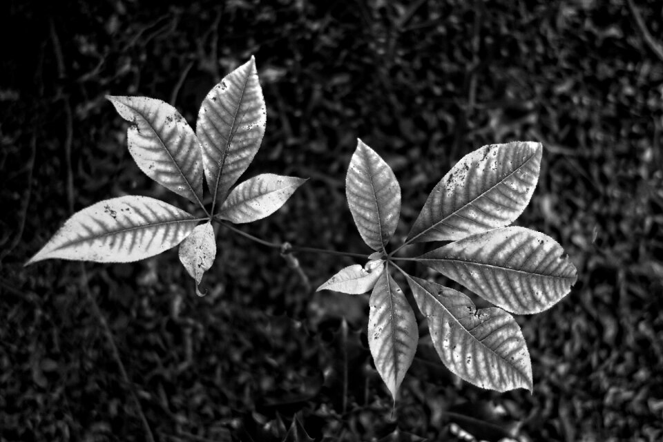 Nature monochrome black and white photography
