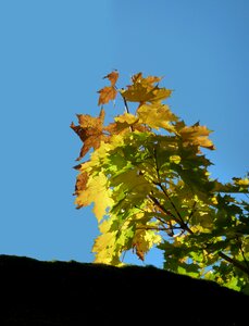 Leaves fall color emerge photo