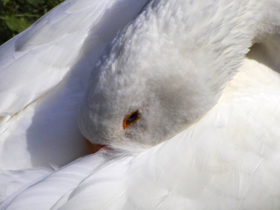 Close up goose's head head under wing bird's eye