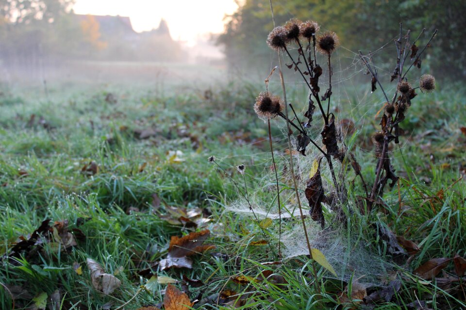 Cobwebs haze autumn