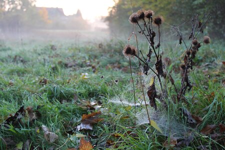 Cobwebs haze autumn