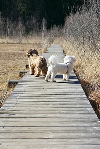 Path pets together
