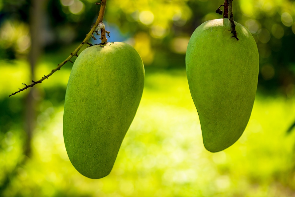 Fruits fruit green mango