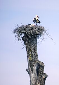 Storks animals rattle stork