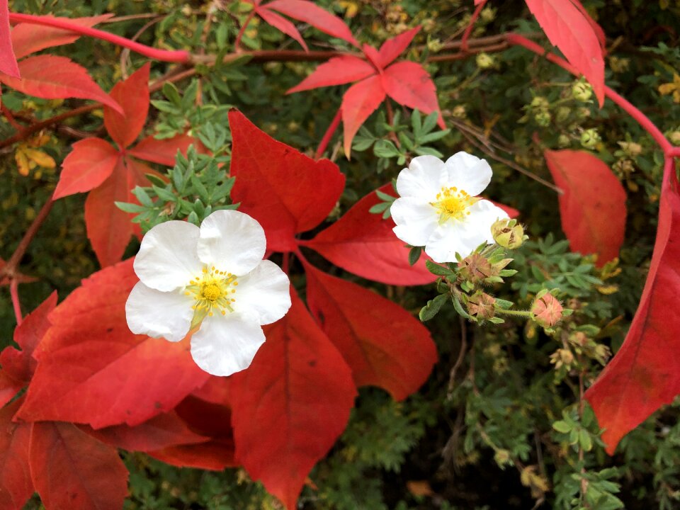 Red leaf autumn