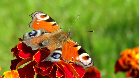 Butterfly nature insect