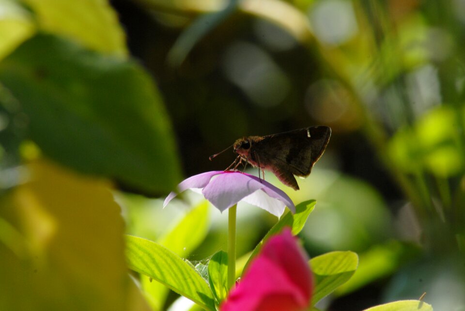 Flying insect tlapa de comonfort gro