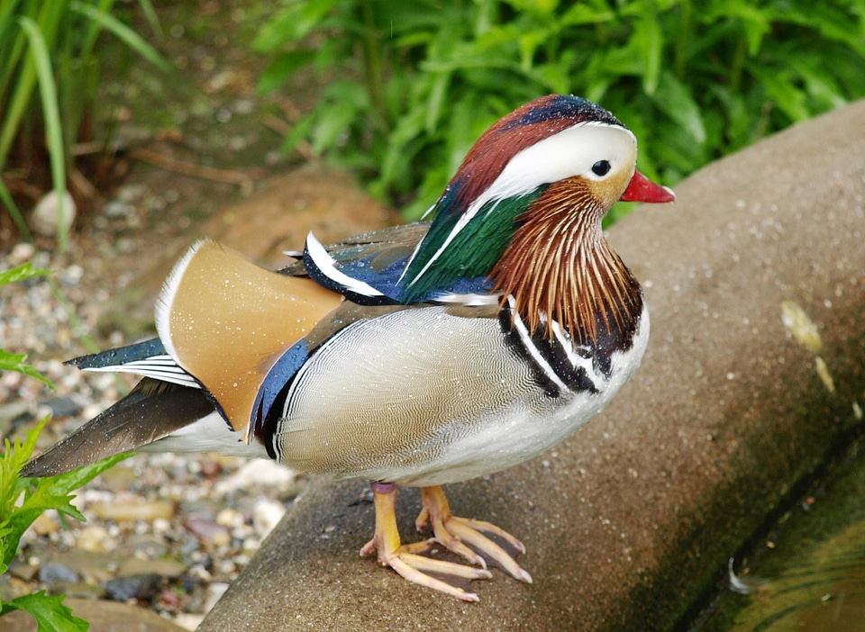 Ornamental duck bird aix galericulata
