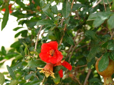 Meeting bee pomegranate blossom
