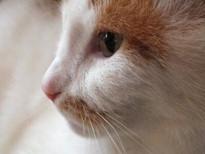 Cat's eye pet portrait photo