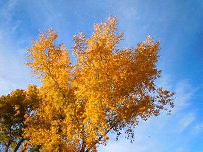 Seasonal landscape tree photo
