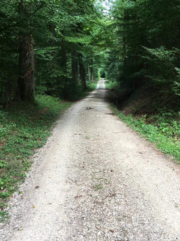 Hiking trees forest path