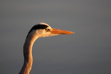 Beak bird-photography photo