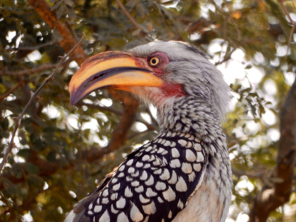 Bananenvogel south africa eyes
