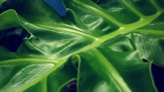 Petiolus green leaf