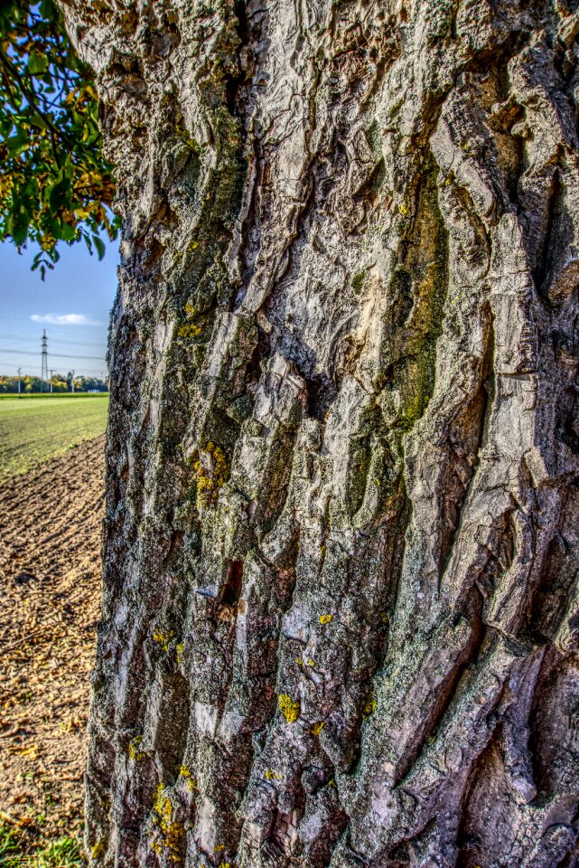Nature tribe grain