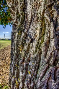 Nature tribe grain