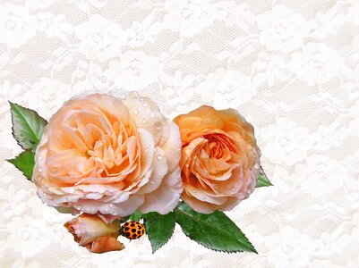 Lace background