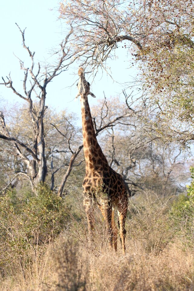 Animal safari wildlife