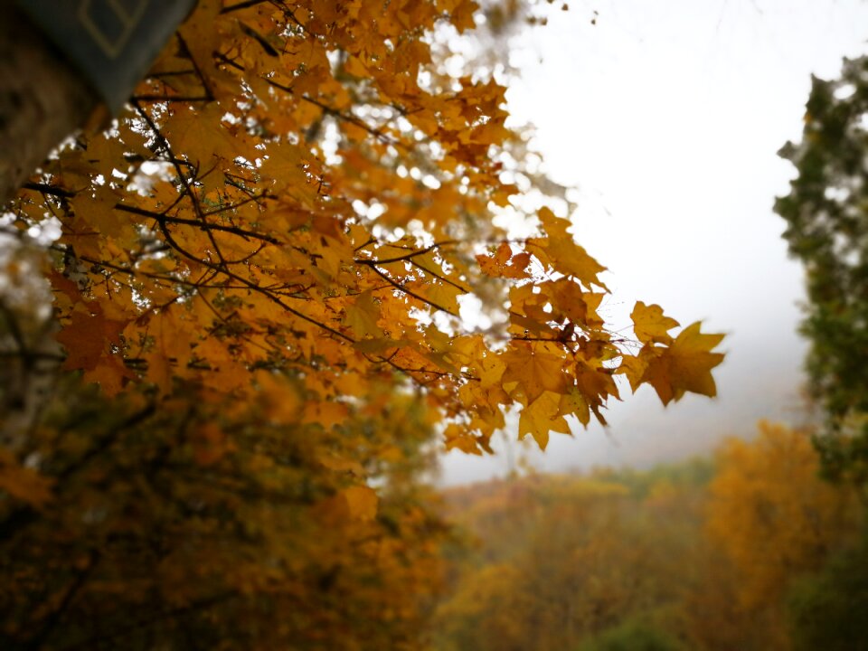 Maple autumn yellow photo