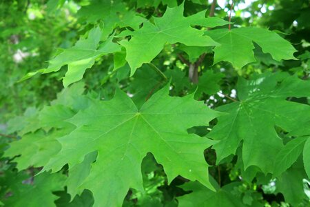 Leaves sweden plant