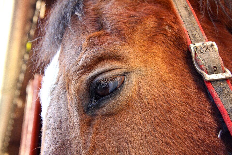 Animal close up brown photo