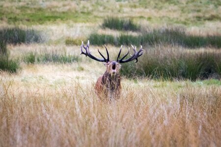 Animal deer wild