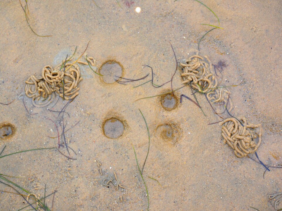 Collapse funnel funnel hole tracks in the wadden sea
