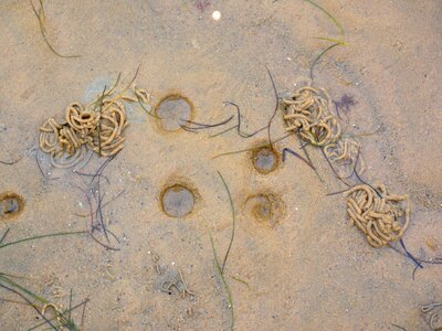 Collapse funnel funnel hole tracks in the wadden sea