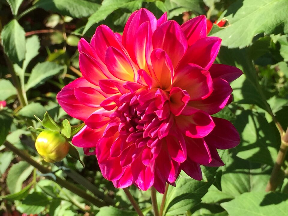 Flower massachusetts