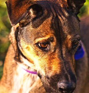 Townsville registered pet