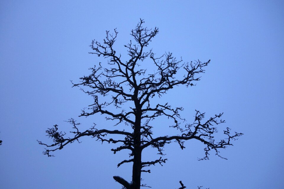 Branch nature tree trunks