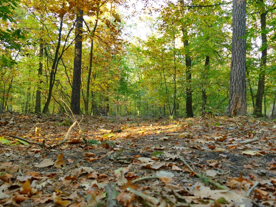 Golden autumn autumn forest leaves photo