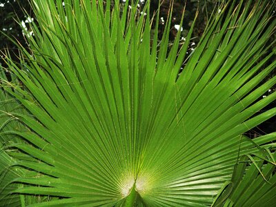 Order and harmony leaves palm
