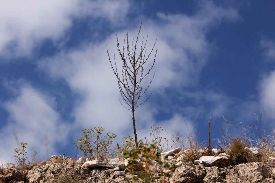 Mountain turkey sivas