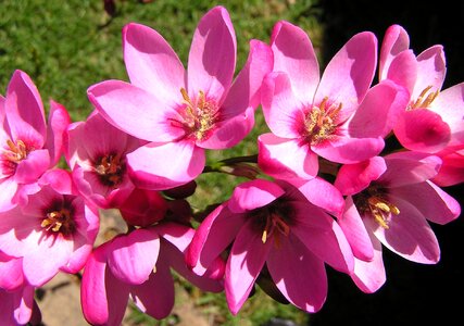 Bulbs plant pollen