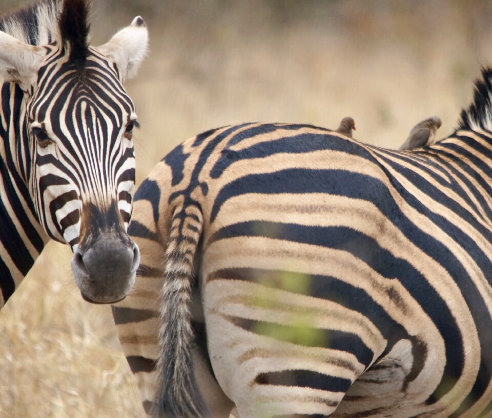 Zebra buttocks stripes