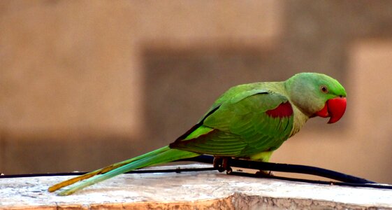 Red beak parakeet photo