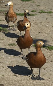 Poultry waterfowl poultry breeding photo