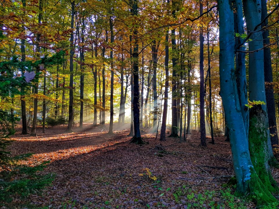 Golden autumn autumn colours sunny photo