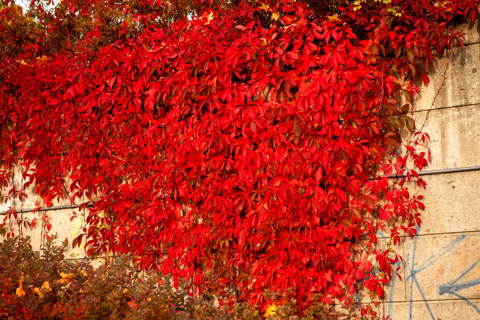 Leaves red bright